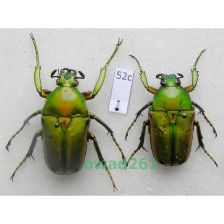 Coelorrhina aurata Westwood, 1841 pair Cameroon52c